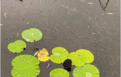 <b>下雨天句子有点丧 思念无果大雨滂沱</b>